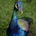peacock_lt_v_0286_cub1218.jpg